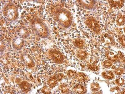 Immunohistochemistry-Paraffin: ATP5A Antibody [NBP2-15512]