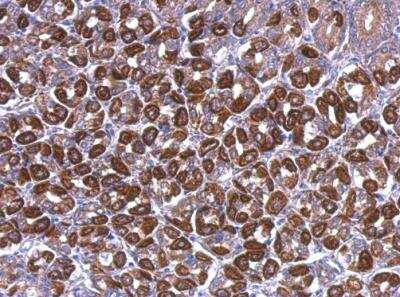Immunohistochemistry-Paraffin: ATP5A Antibody [NBP2-15512]