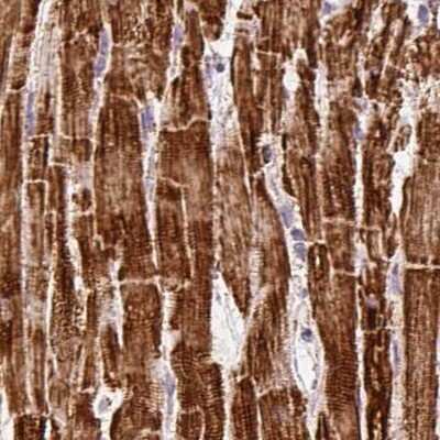 Immunohistochemistry-Paraffin: ATP5A Antibody [NBP2-38525]