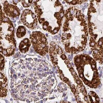Immunohistochemistry-Paraffin: ATP5A Antibody [NBP2-38525]