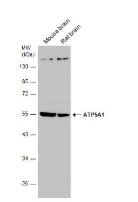 Western Blot: ATP5A Antibody [NBP2-15512]
