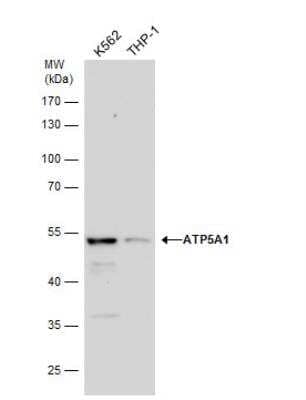 Western Blot: ATP5A Antibody [NBP2-15512]