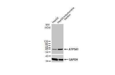 Western Blot: ATP5A Antibody [NBP2-15512]