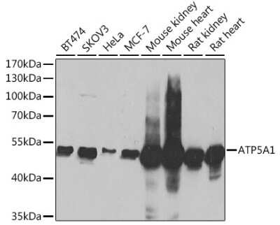 Western Blot: ATP5A AntibodyBSA Free [NBP2-92928]