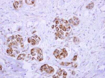 Immunohistochemistry-Paraffin: ATP5D Antibody [NBP1-32365]