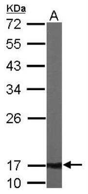 Western Blot: ATP5D Antibody [NBP1-32365]