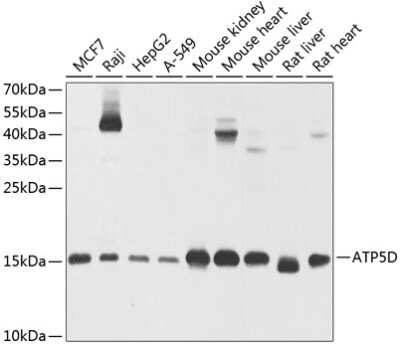 Western Blot: ATP5D AntibodyBSA Free [NBP2-92592]