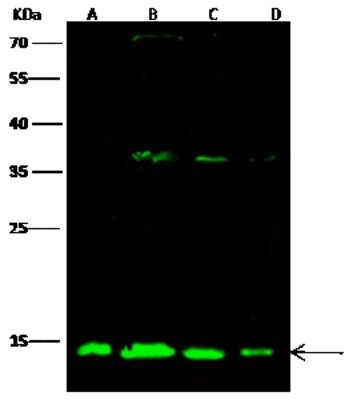 Western Blot: ATP5D Antibody [NBP3-00344]