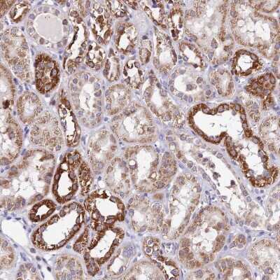 Immunohistochemistry-Paraffin: ATP5F1 Antibody [NBP1-91689]