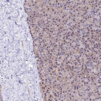Immunohistochemistry-Paraffin: ATP5F1 Antibody [NBP1-91689]