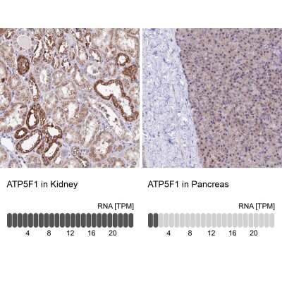 Immunohistochemistry-Paraffin: ATP5F1 Antibody [NBP1-91689]