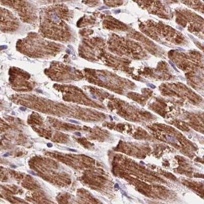 Immunohistochemistry-Paraffin: ATP5F1 Antibody [NBP2-49255]