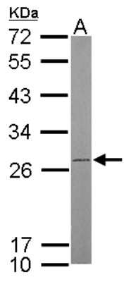 Western Blot: ATP5F1 Antibody [NBP1-33465]
