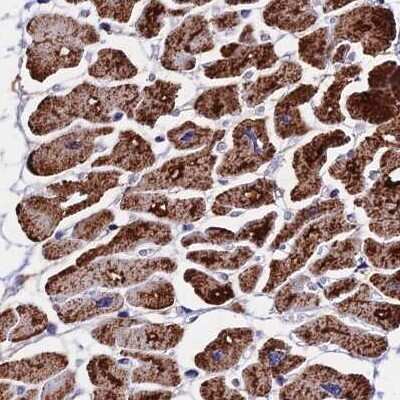 Immunohistochemistry-Paraffin: ATP5H Antibody [NBP2-47545]