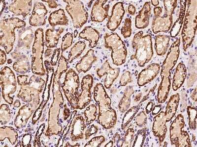 Immunohistochemistry-Paraffin: ATP5H Antibody [NBP2-97512]