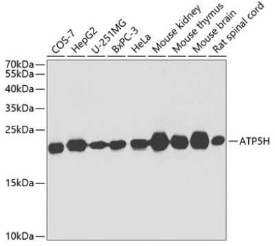 Western Blot: ATP5H AntibodyBSA Free [NBP2-92443]