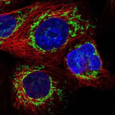 Immunocytochemistry/ Immunofluorescence: ATP5I Antibody [NBP1-89496]