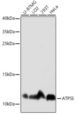 Western Blot: ATP5I AntibodyAzide and BSA Free [NBP3-04766]