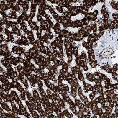 Immunohistochemistry-Paraffin: ATP5J Antibody [NBP1-88888]