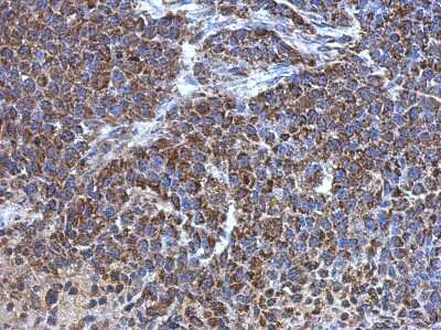 Immunohistochemistry-Paraffin: ATP5J Antibody [NBP2-15514]
