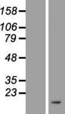 Western Blot: ATP5J Overexpression Lysate [NBL1-07826]