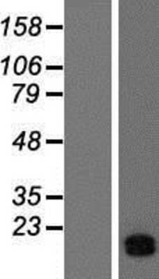 Western Blot: ATP5J Overexpression Lysate [NBP2-09091]