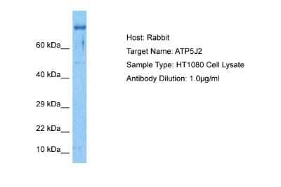 Western Blot: ATP5J2 Antibody [NBP2-84481]