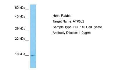 Western Blot: ATP5J2 Antibody [NBP2-84482]