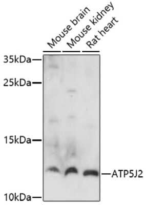 Western Blot: ATP5J2 AntibodyAzide and BSA Free [NBP2-92345]