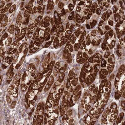 Immunohistochemistry-Paraffin: ATP5L Antibody [NBP2-14332]