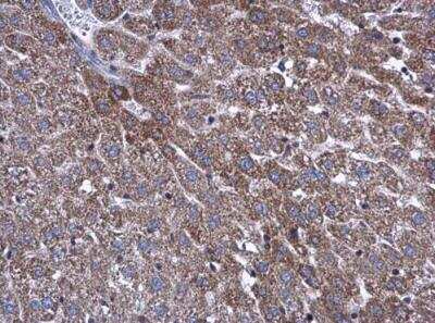 Immunohistochemistry-Paraffin: ATP5L Antibody [NBP2-15515]