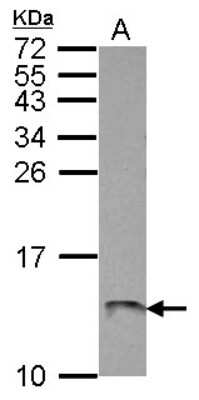 Western Blot: ATP5L Antibody [NBP2-15515]