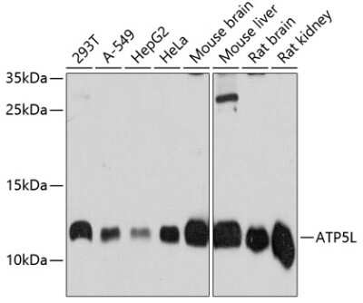 Western Blot: ATP5L AntibodyAzide and BSA Free [NBP2-92577]