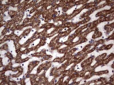 Immunohistochemistry: ATP5O Antibody (OTI2E9) [NBP2-46555]