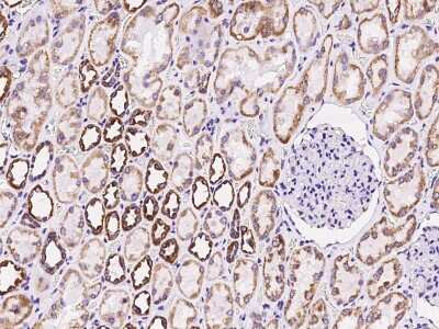 Immunohistochemistry-Paraffin: ATP5O Antibody [NBP2-99560]