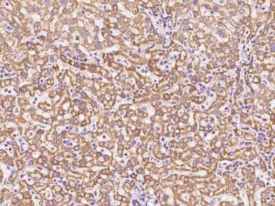 Immunohistochemistry-Paraffin: ATP5O Antibody [NBP2-99560]