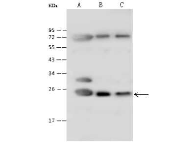 Western Blot: ATP5O Antibody [NBP2-99560]