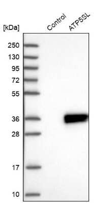 Western Blot: ATP5SL Antibody [NBP2-14509]