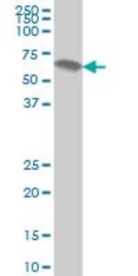 Western Blot: ATP6AP1 Antibody (3A2) [H00000537-M01]