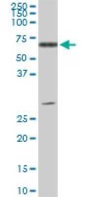 Western Blot: ATP6AP1 Antibody (3A2) [H00000537-M01]