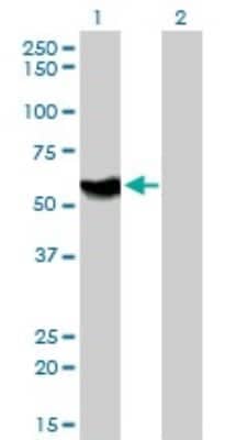 Western Blot: ATP6AP1 Antibody (3A2) [H00000537-M01]