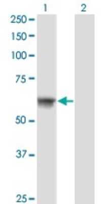 Western Blot: ATP6AP1 Antibody (3B11) [H00000537-M02]