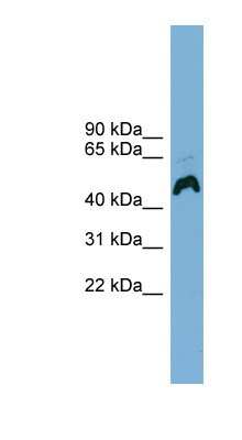 Western Blot: ATP6AP1 Antibody [NBP1-57020]