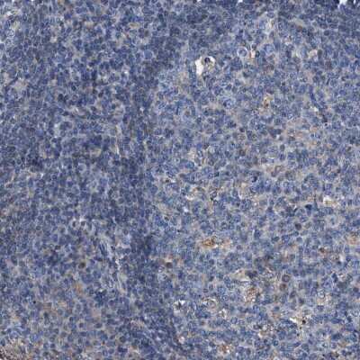 Immunohistochemistry-Paraffin: ATP6V0A1 Antibody [NBP1-89342]