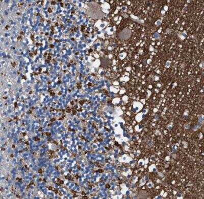 Immunohistochemistry-Paraffin: ATP6V0A1 Antibody [NBP1-89342]