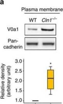 Western Blot: ATP6V0A1 Antibody [NBP1-89342]
