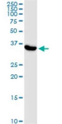 Western Blot: ATP6V0D1 Antibody (3B8) [H00009114-M02]