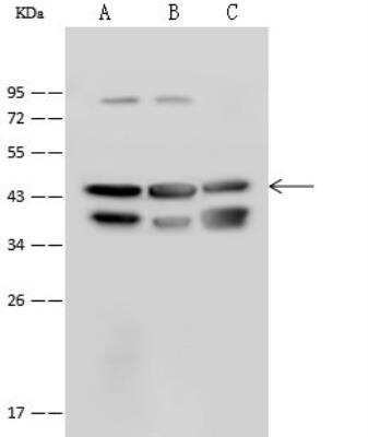 Western Blot: ATP6V0D1 Antibody [NBP2-99561]