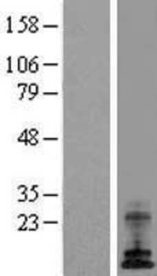 Western Blot: ATP6V0E1 Overexpression Lysate [NBL1-07836]