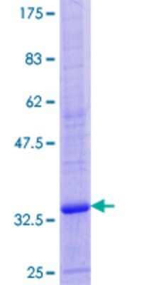 SDS-PAGE: Recombinant Human ATP6V0E1 GST (N-Term) Protein [H00008992-P01]